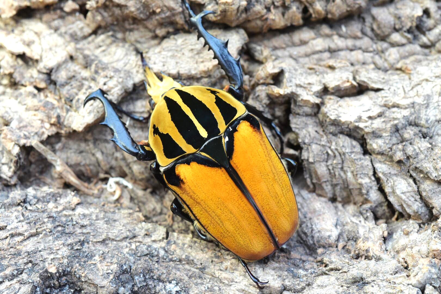 Oberthuri Flower Beetle (Mecynorhina oberthuri)