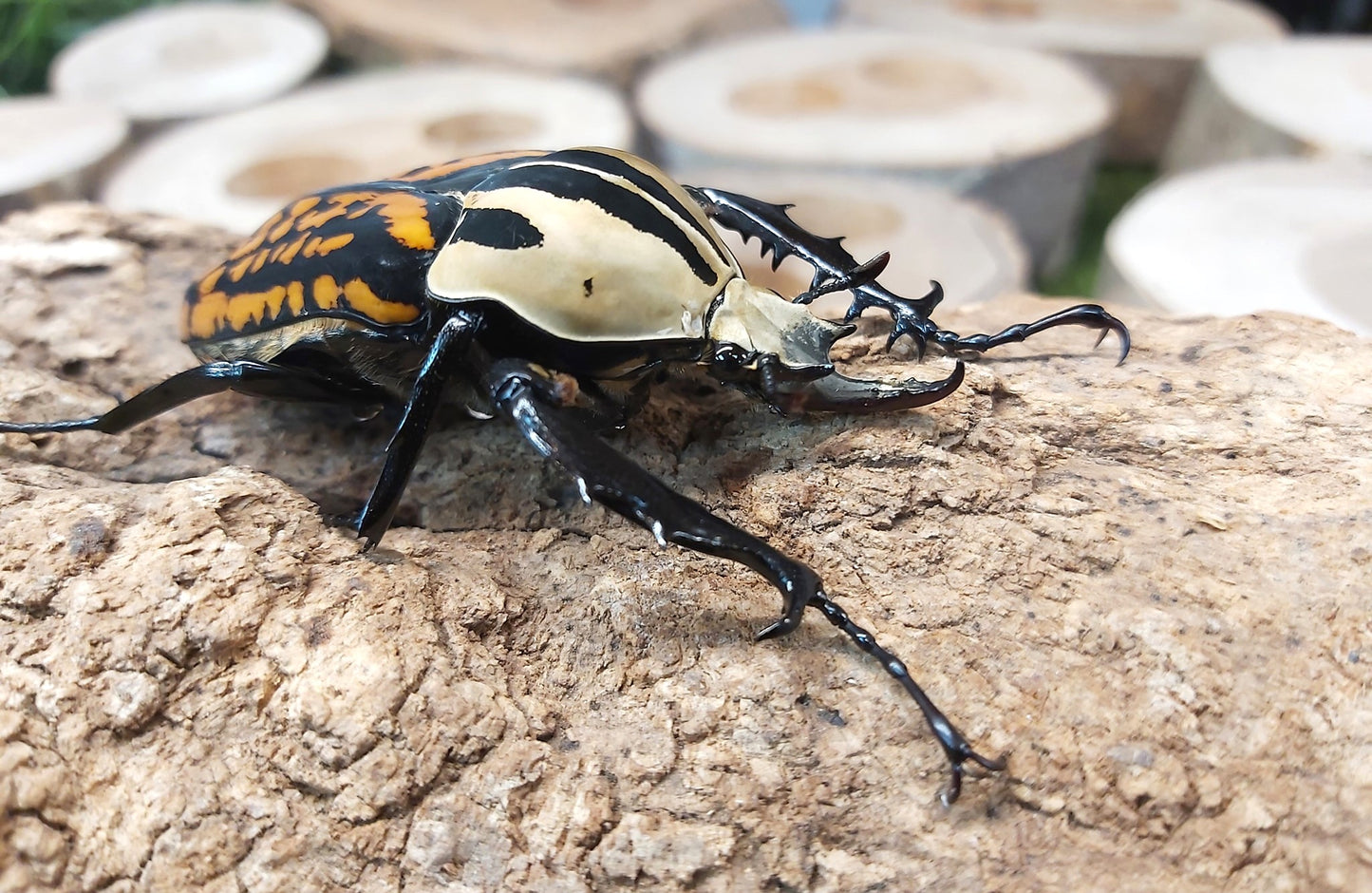 Oberthuri Flower Beetle (Mecynorhina oberthuri)