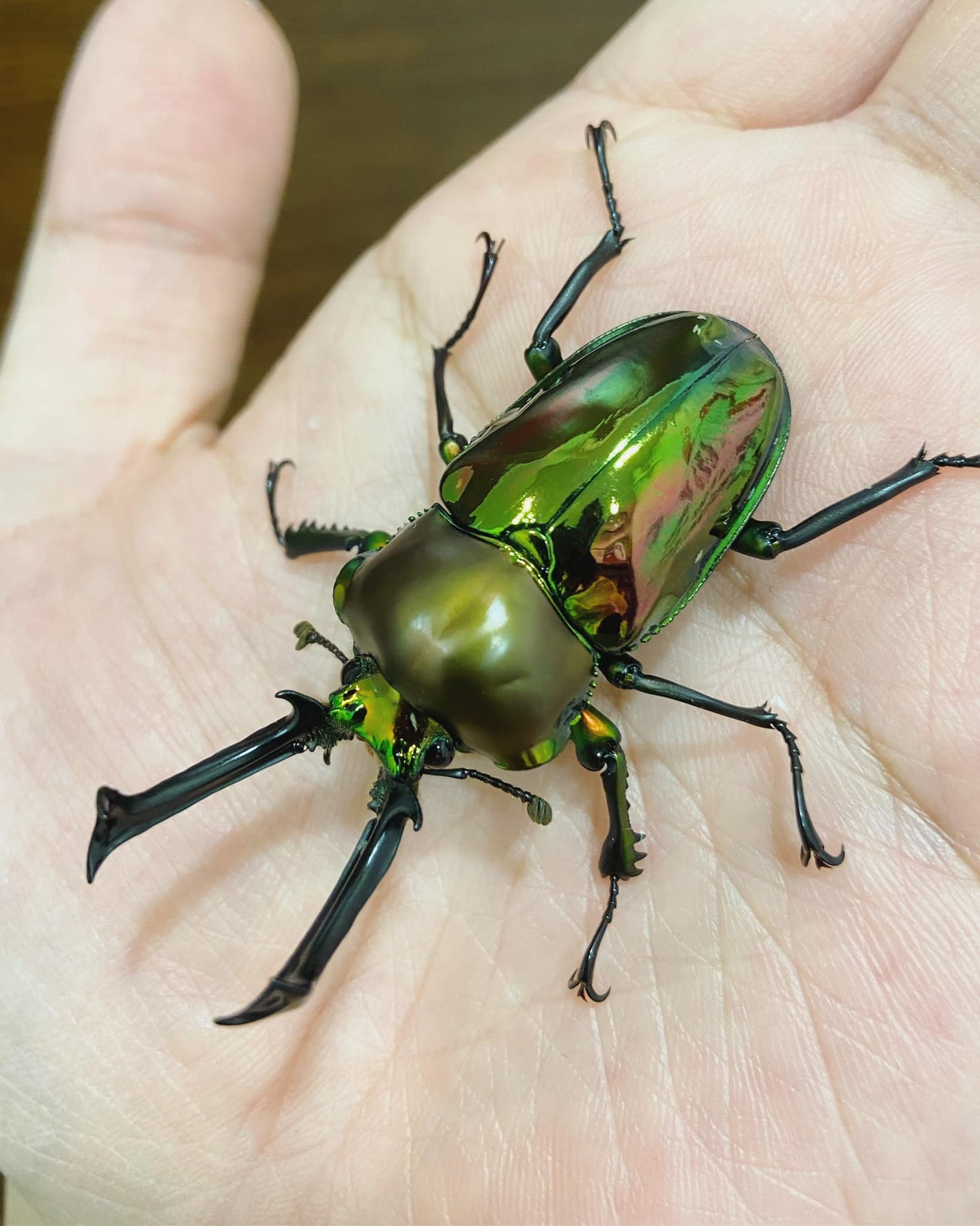 Green Rainbow Stag Beetle (Phalacrognathus muelleri)