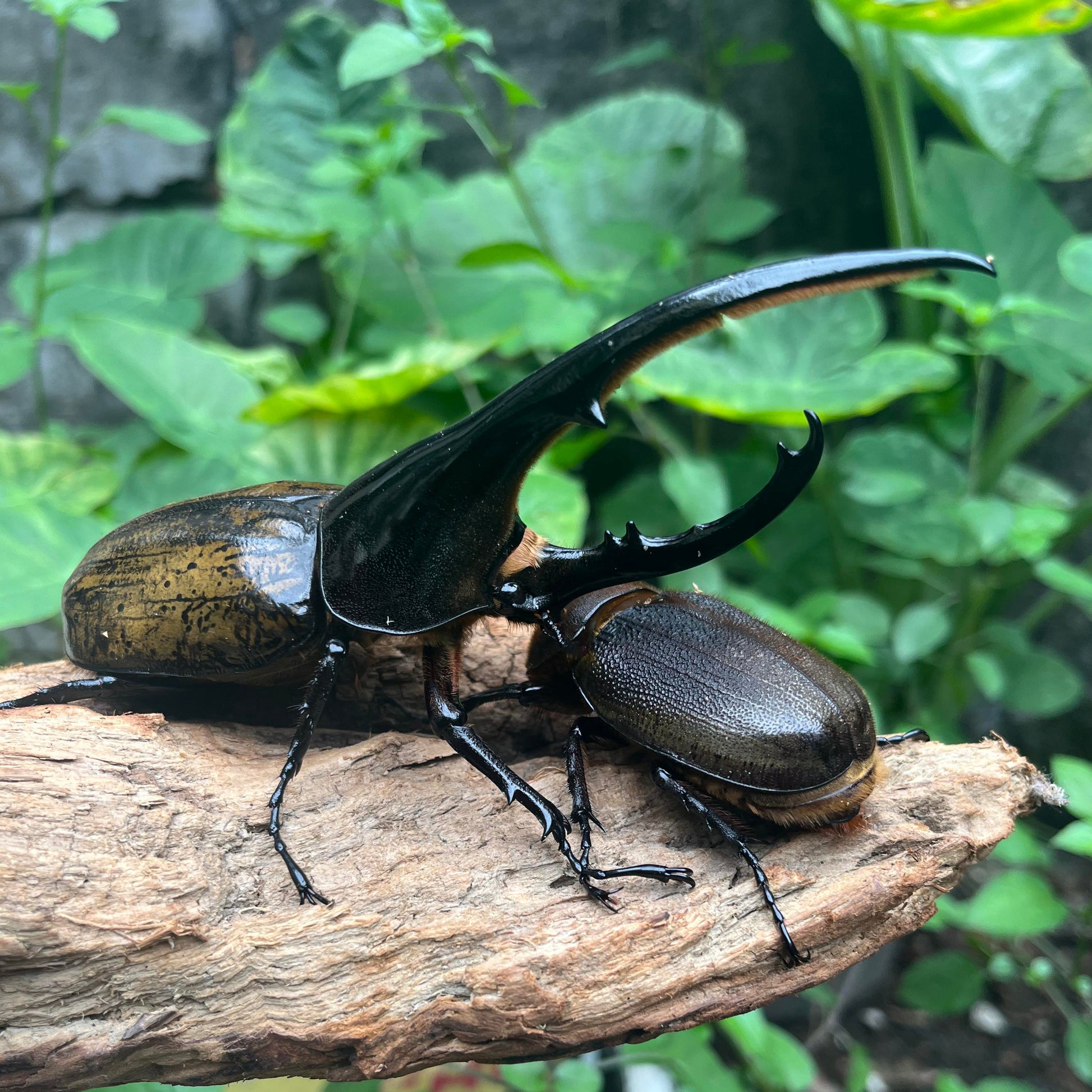 Dynastes Hercules Hercules for Sale online James' Beetle Farm