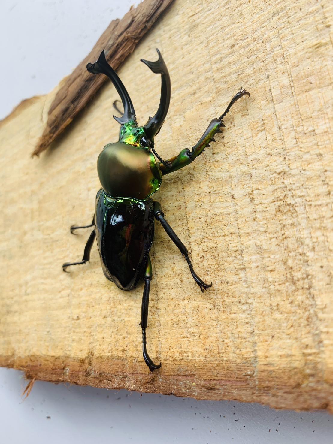 Green/Blue Rainbow Stag Beetle (Phalacrognathus muelleri)
