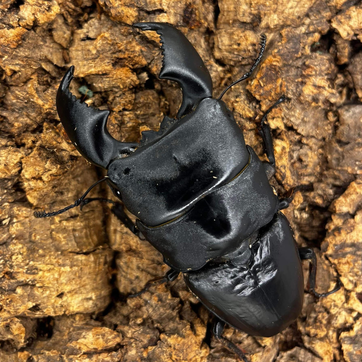 Dorcus Signature Dorcus titanus yasuokai – James' Beetle Farm