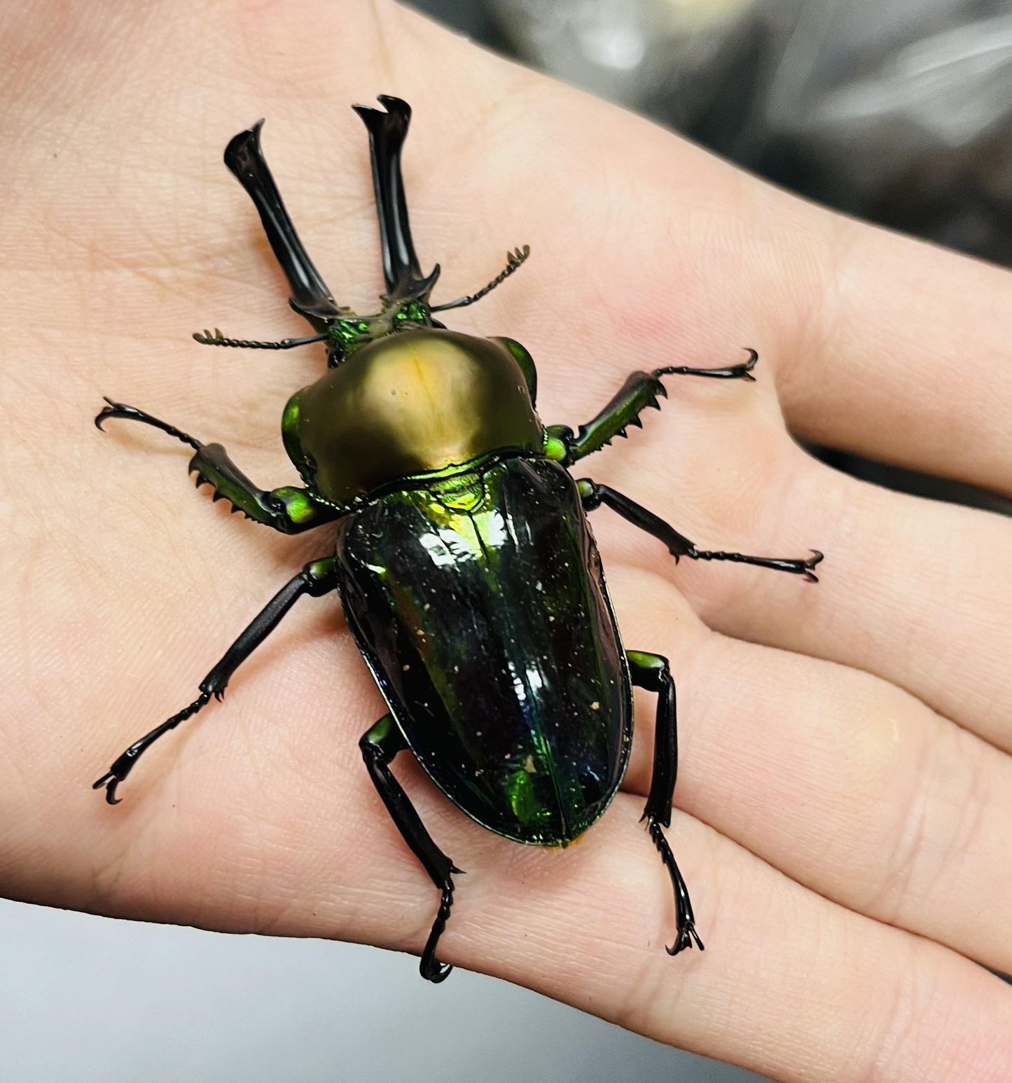 Green/Blue Rainbow Stag Beetle (Phalacrognathus muelleri)