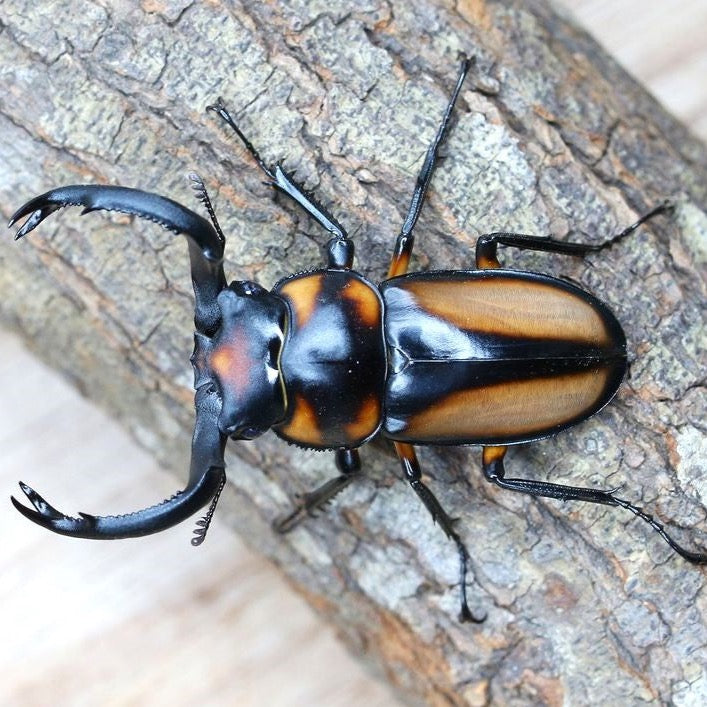 Thai Golden Hart Stag Beetle (Rhaetulus crenatus speciosus)