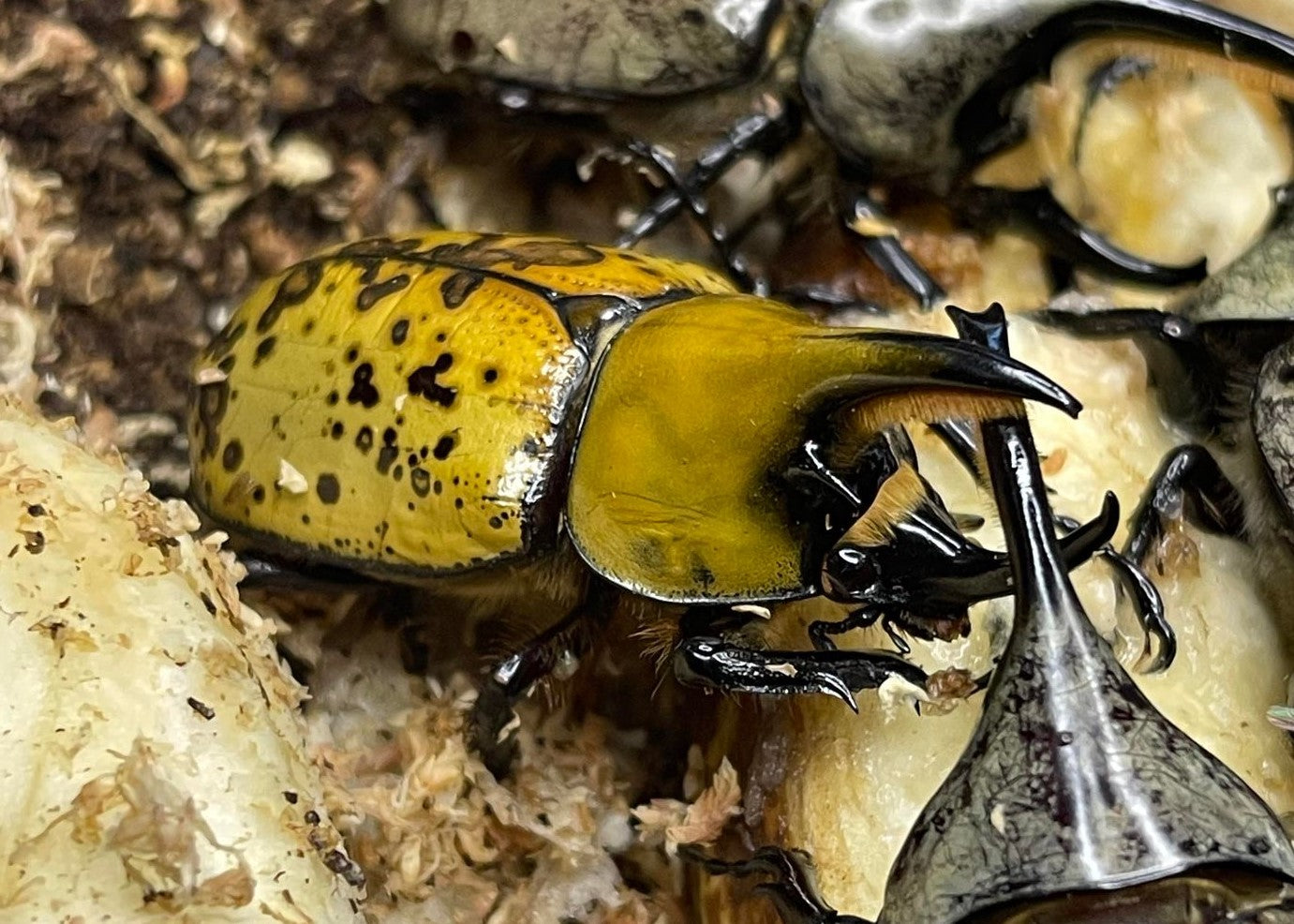 Buy Eastern Hercules Beetle Exotic Insects for Sale James' Beetle Farm