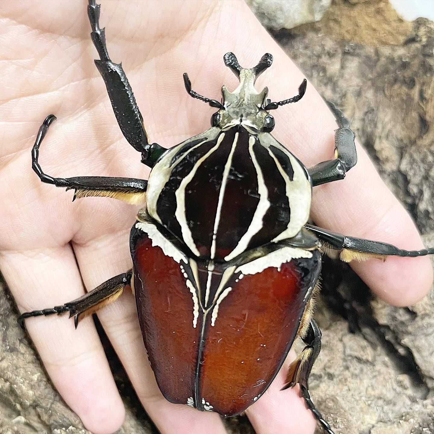 goliathus-goliatus-goliathus-goliatus