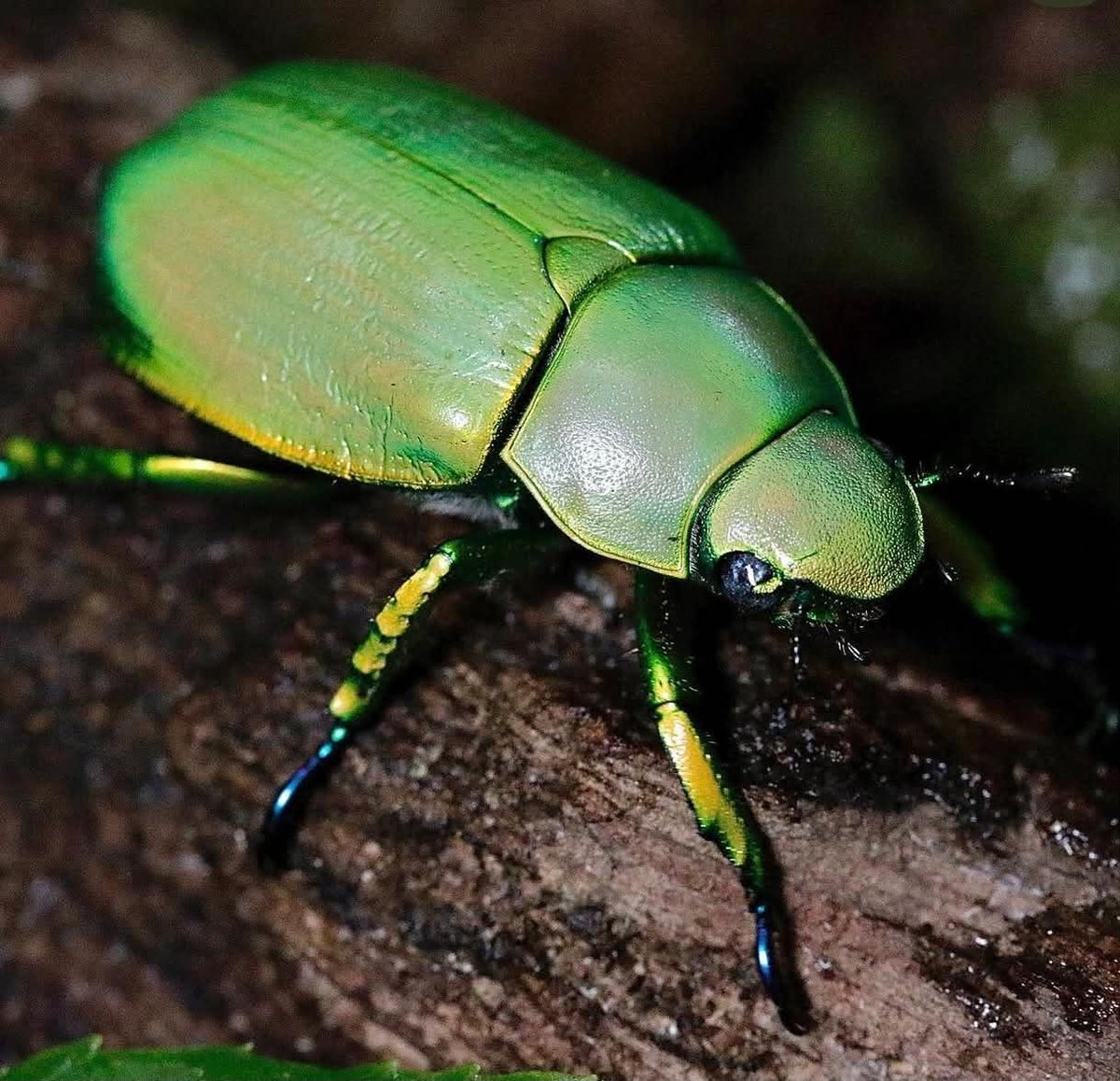 Chrysina woodi