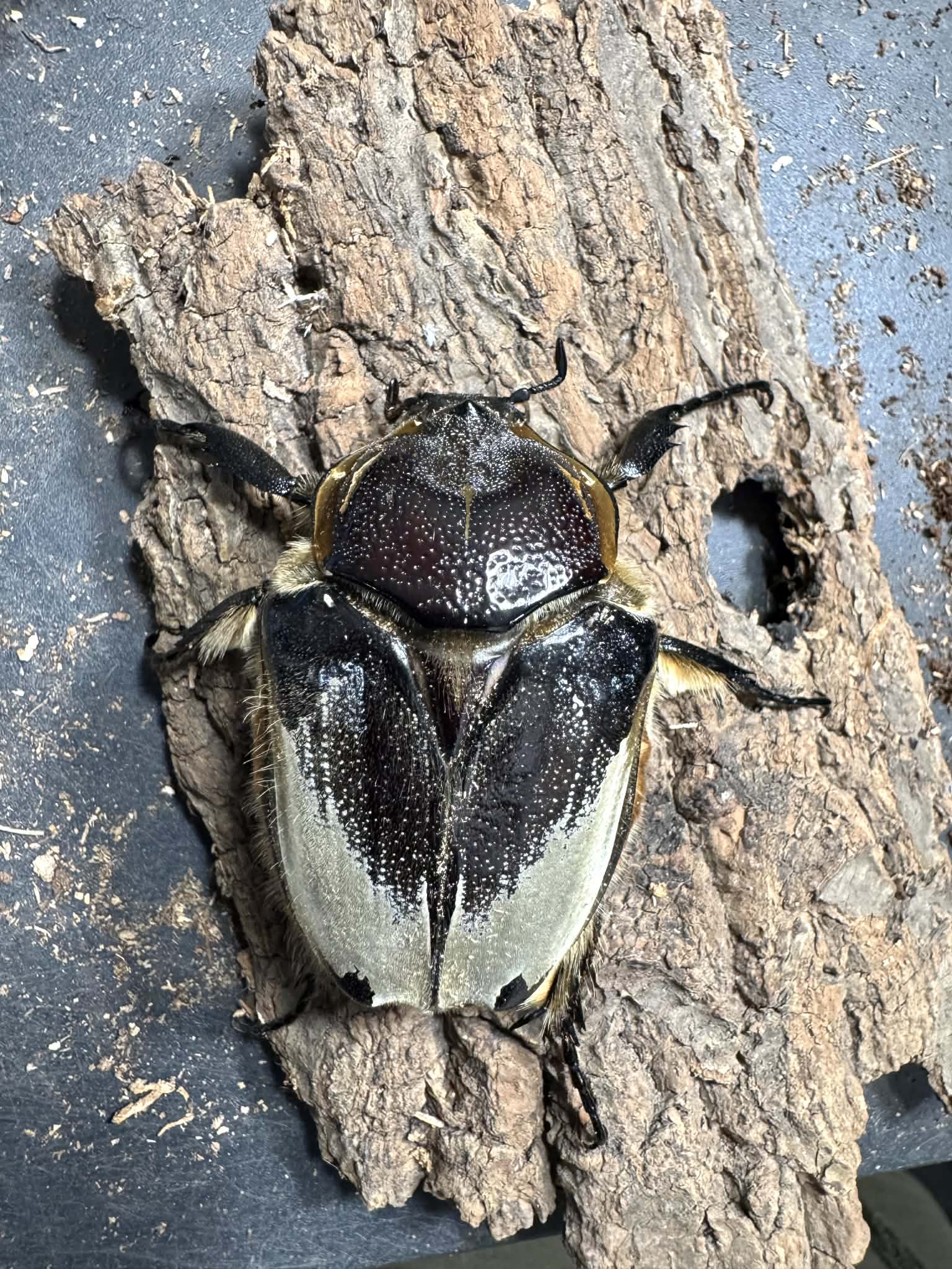 Silverback Goliath Beetle (Goliathus cacicus) – James' Beetle Farm