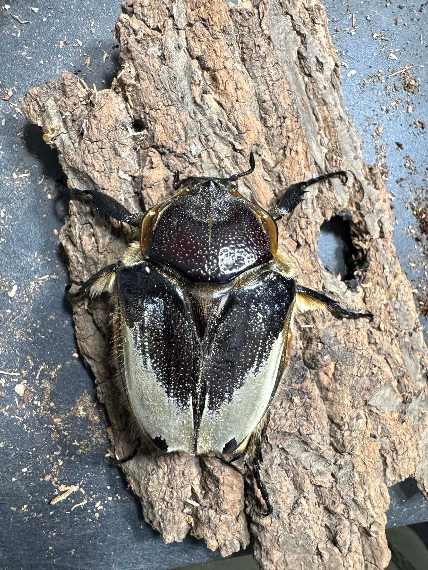 Silverback Goliath Beetle (Goliathus cacicus)