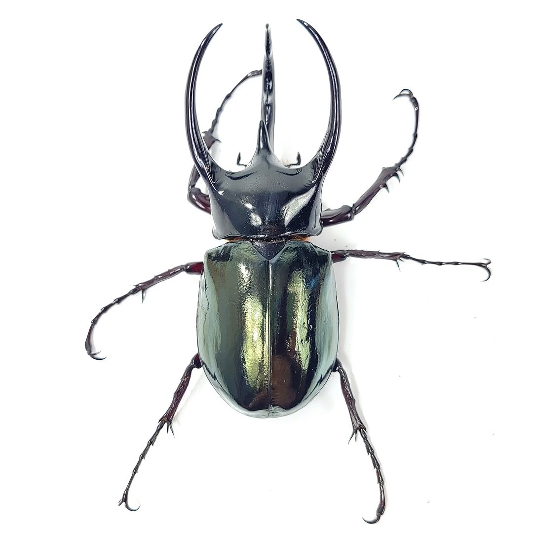 Three-horned beetle  (Chalcosoma chiron chiron)