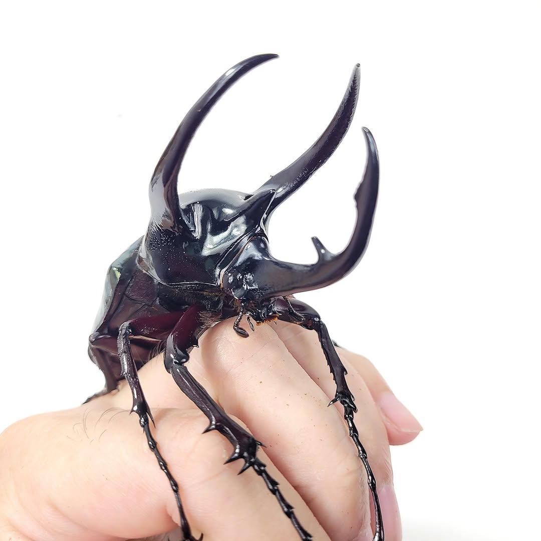 Three-horned beetle  (Chalcosoma chiron chiron)