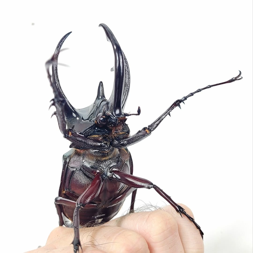 Three-horned beetle  (Chalcosoma chiron chiron)