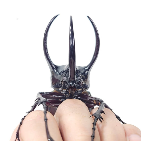 Three-horned beetle  (Chalcosoma chiron chiron)