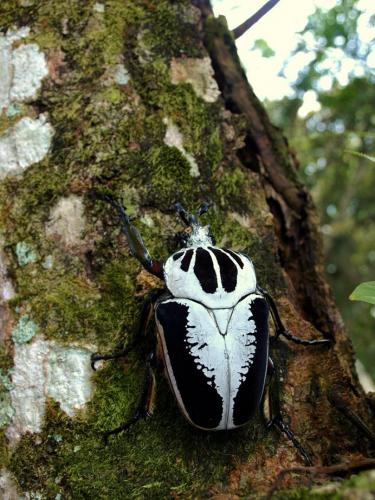 goliathus-regius-goliathus-regius