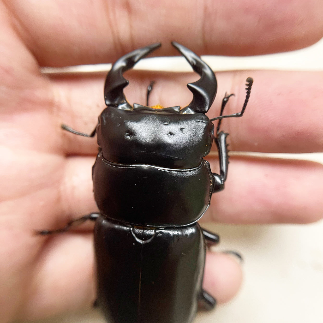 Northern Antler Stag Beetle (Dorcus antaeus antaeus) (North India ...