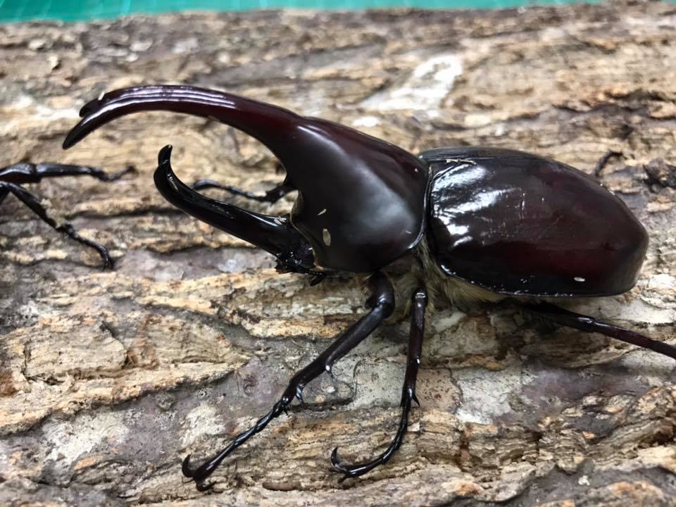 Florence Rhino Beetle (Xylotrupes florensis) James' Beetle Farm
