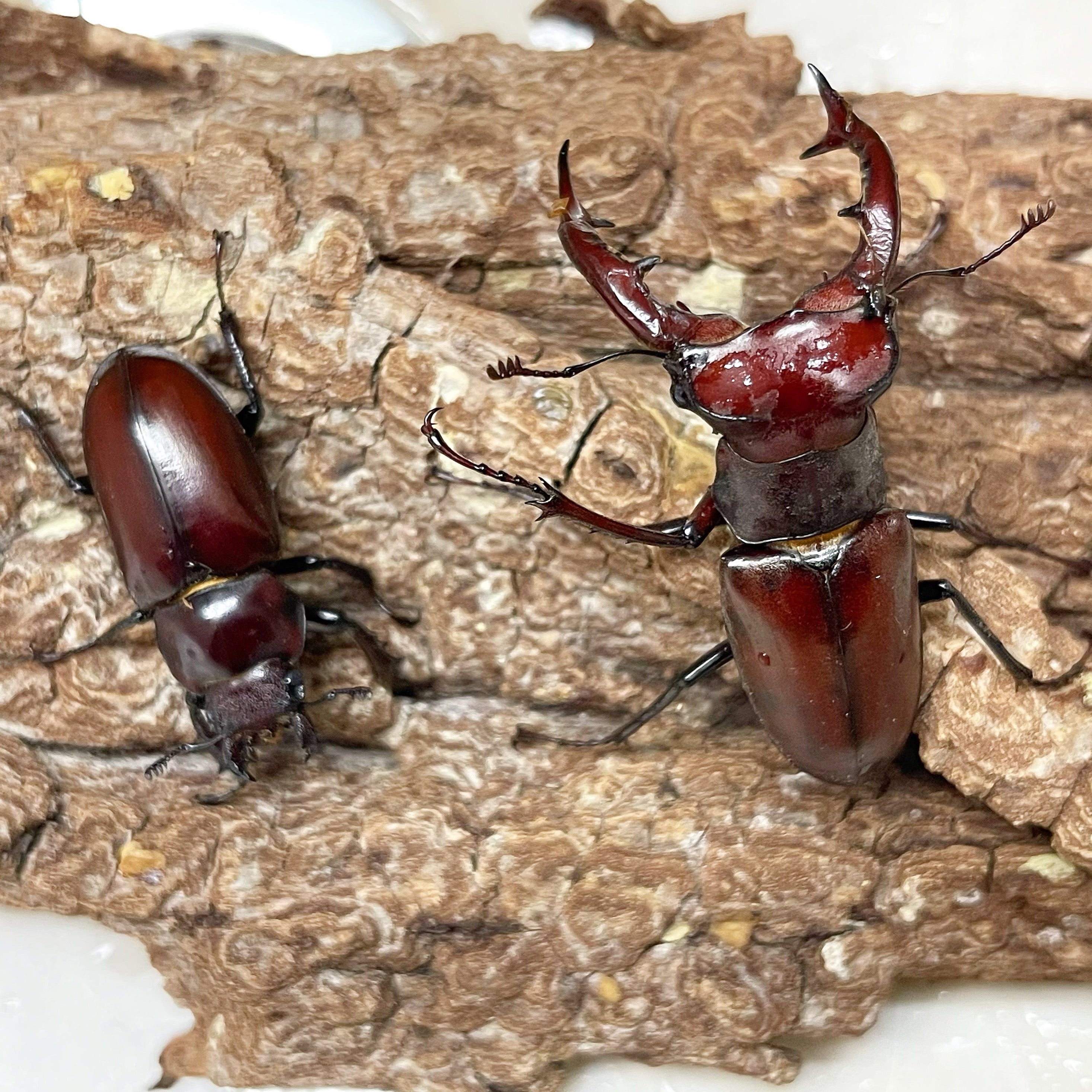 (On Sale!) Elephant Stag Beetle (Lucanus elaphus) – James' Beetle Farm