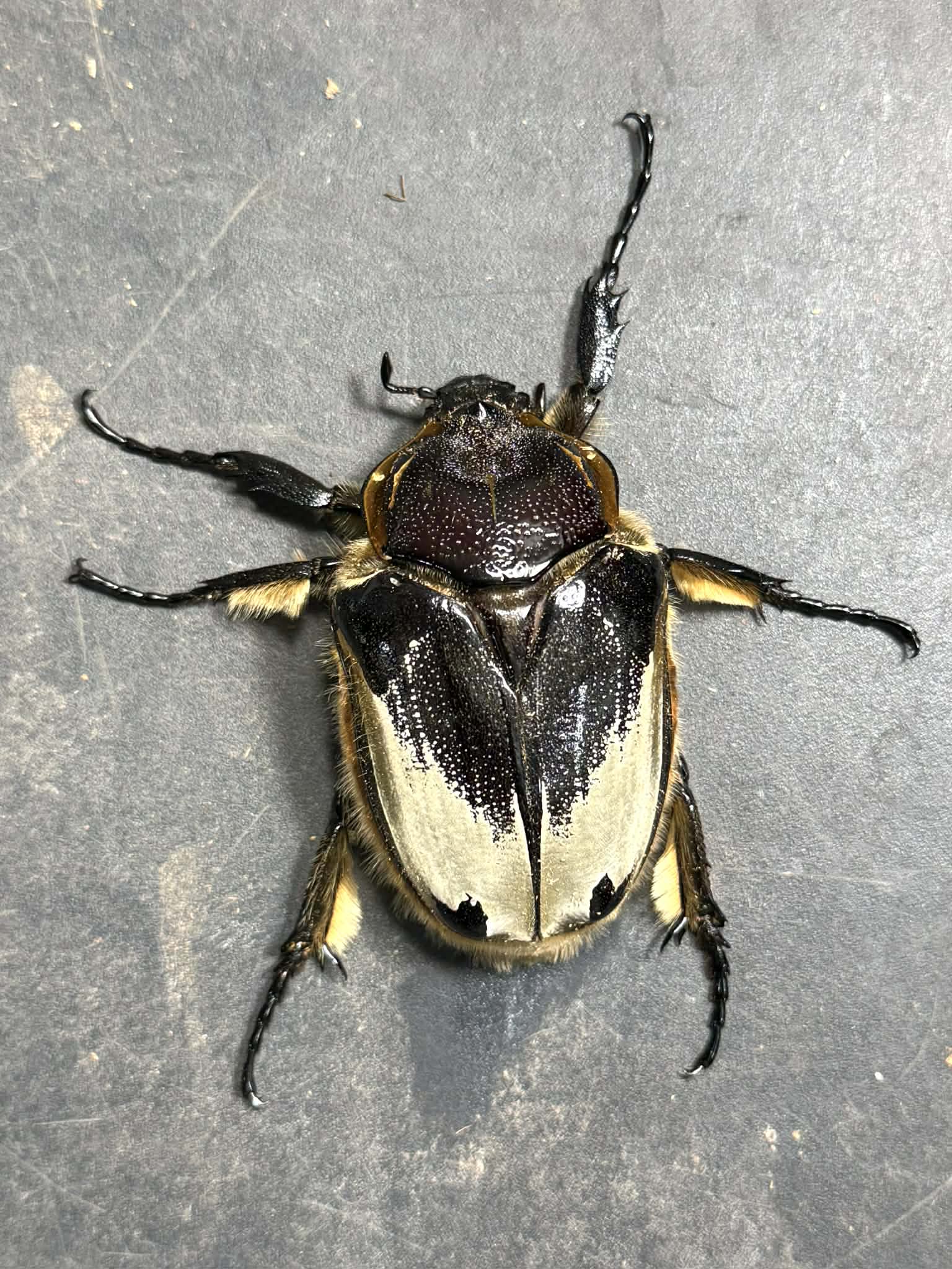 Silverback Goliath Beetle (Goliathus cacicus) – James' Beetle Farm