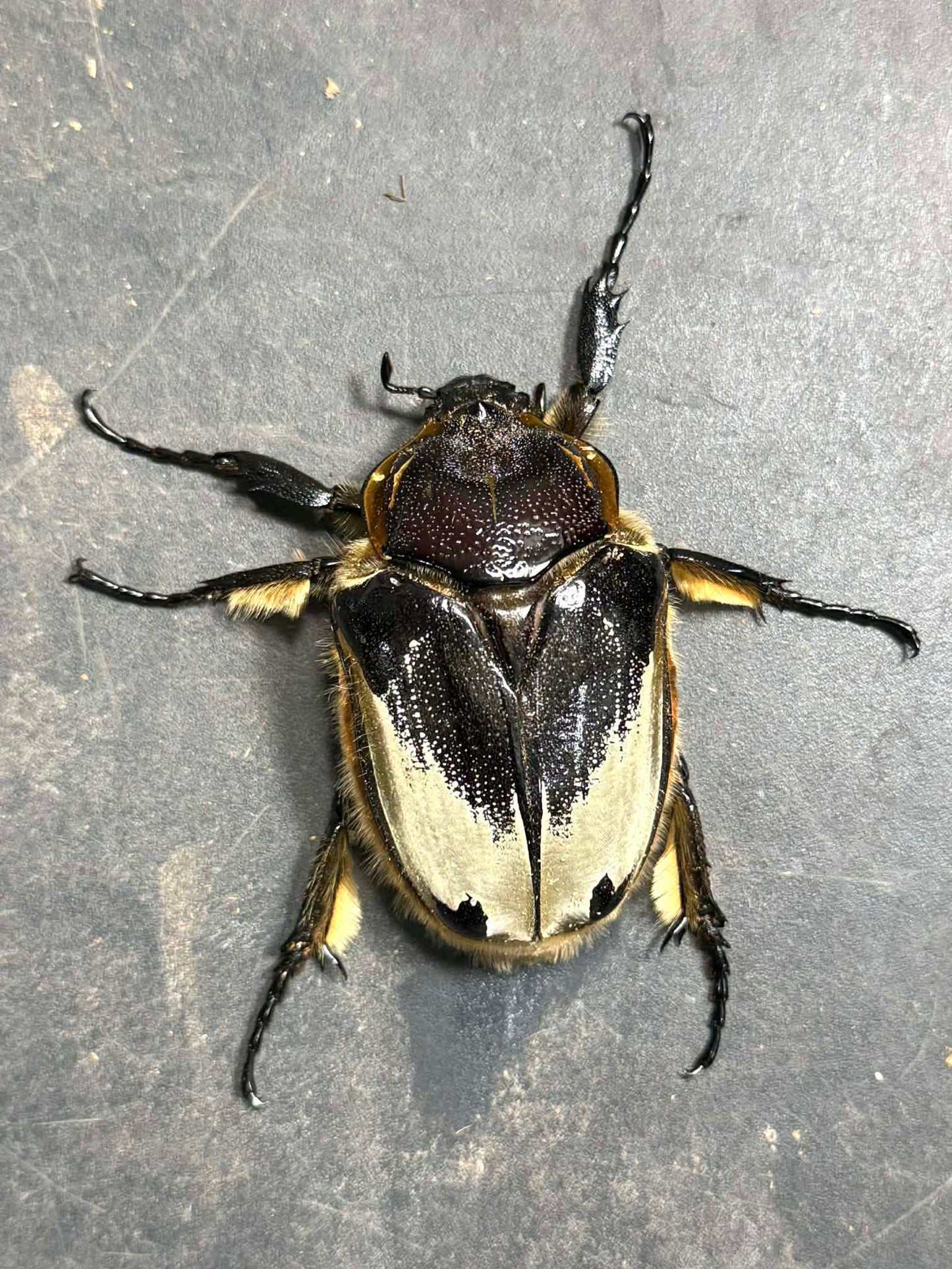 Silverback Goliath Beetle (Goliathus cacicus)