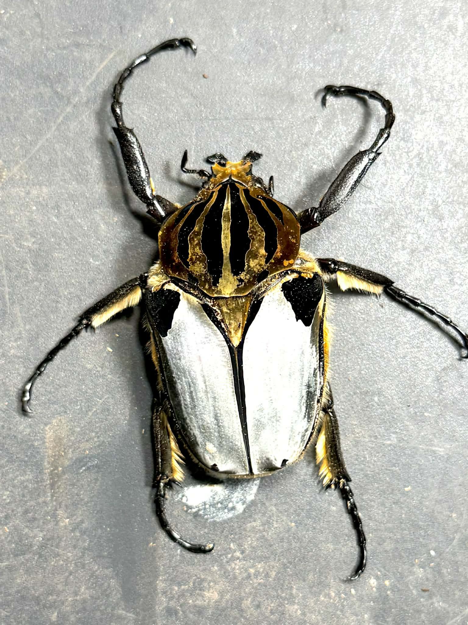 Silverback Goliath Beetle (Goliathus cacicus) – James' Beetle Farm