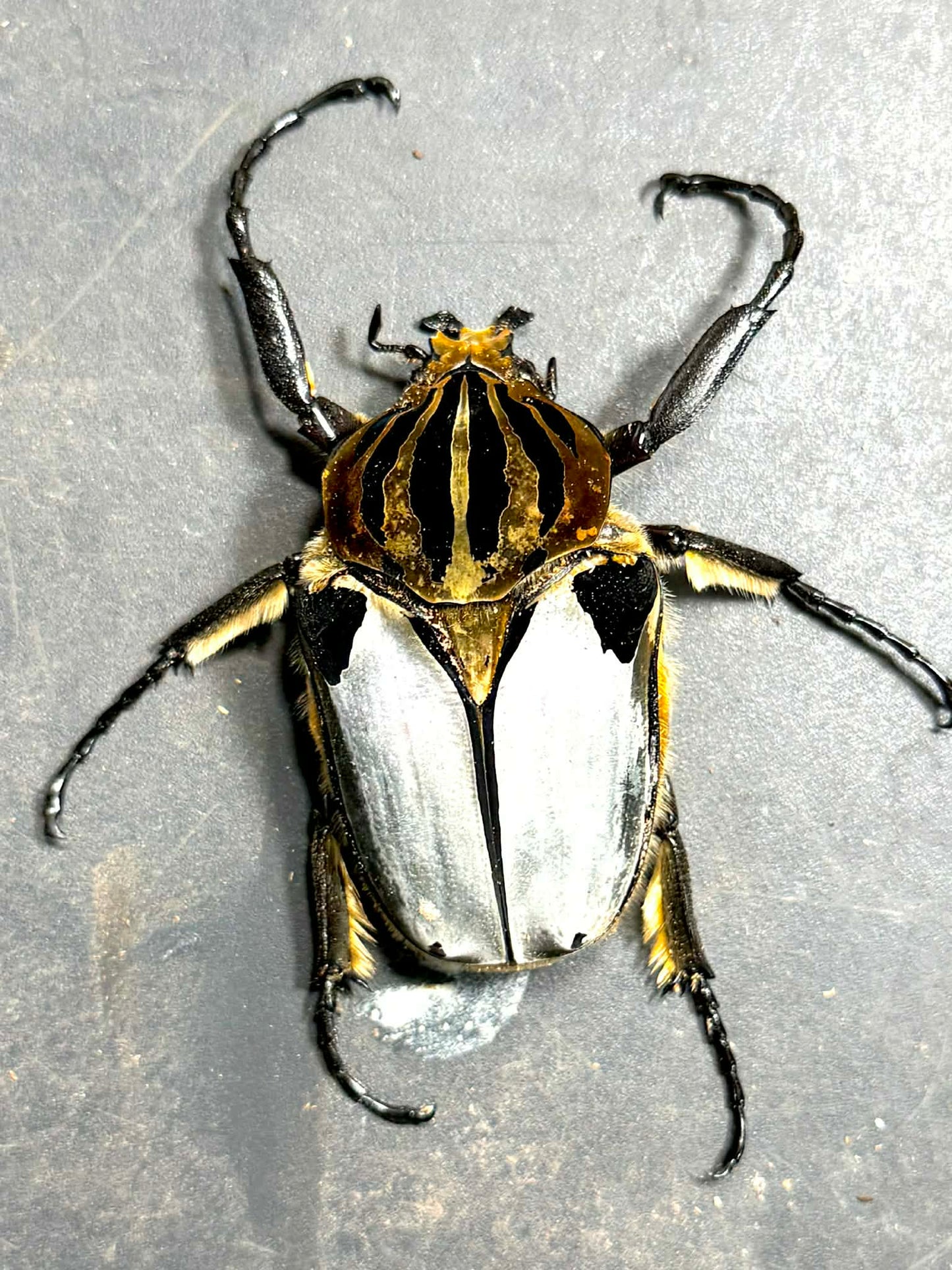Silverback Goliath Beetle (Goliathus cacicus)