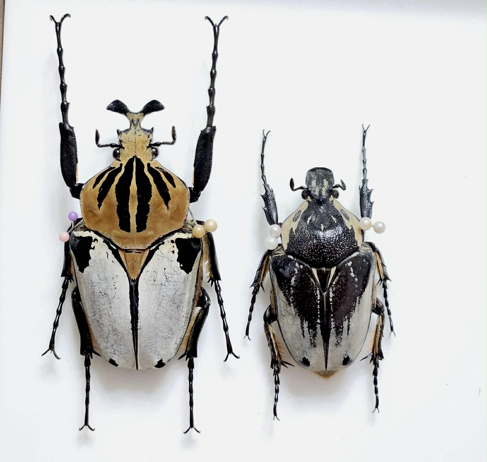 標本 Ivor Cost Goliathus cacicus 83mm Silverback Goliath Beetle (Goliathus cacicus) – James' Beetle Farm