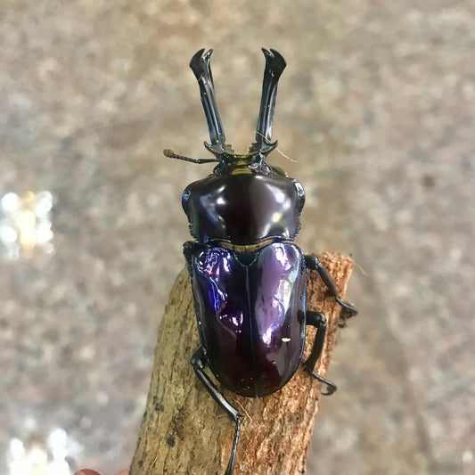 Purple Rainbow Stag Beetle (Phalacrognathus muelleri)