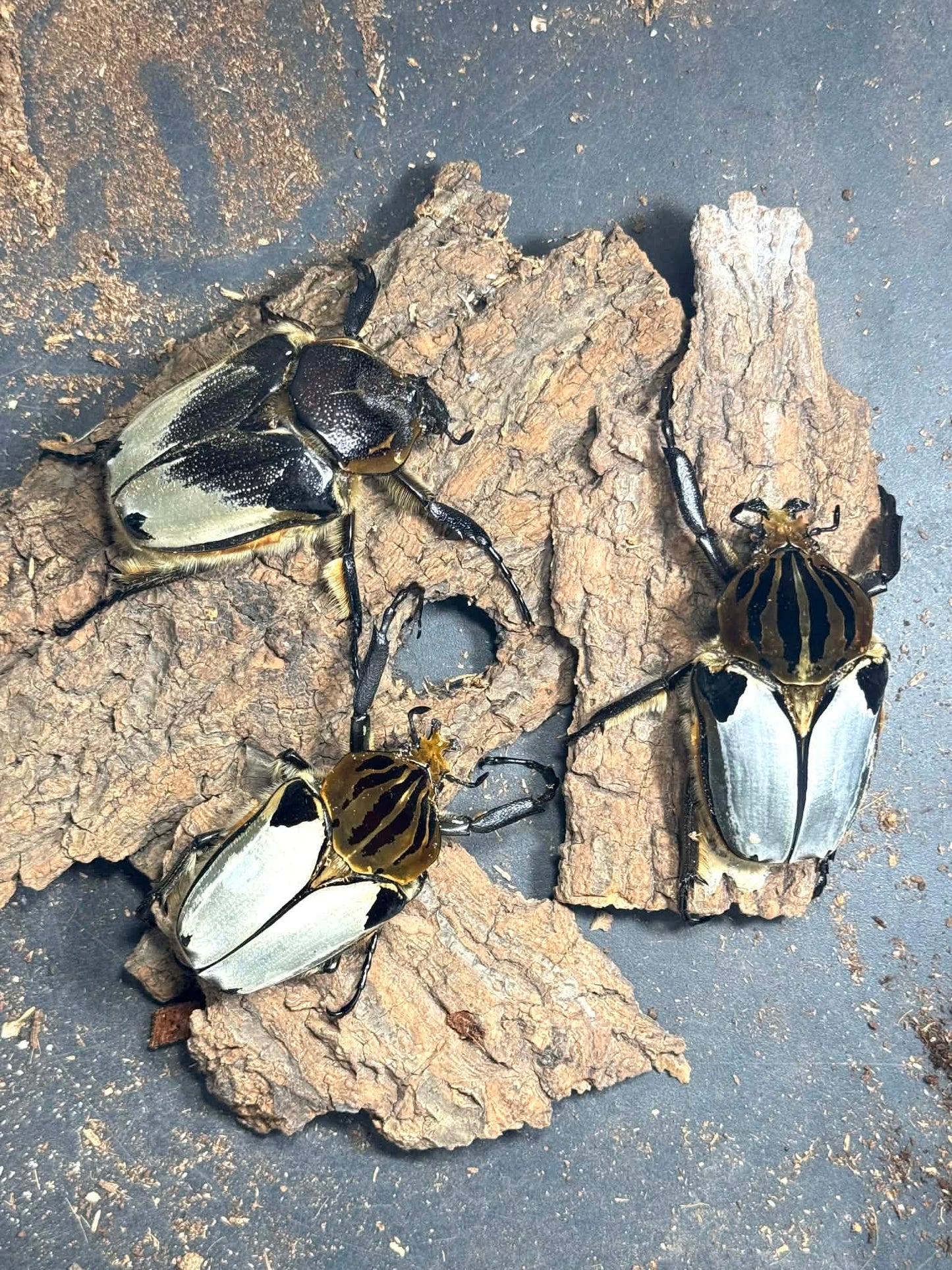 Silverback Goliath Beetle (Goliathus cacicus)
