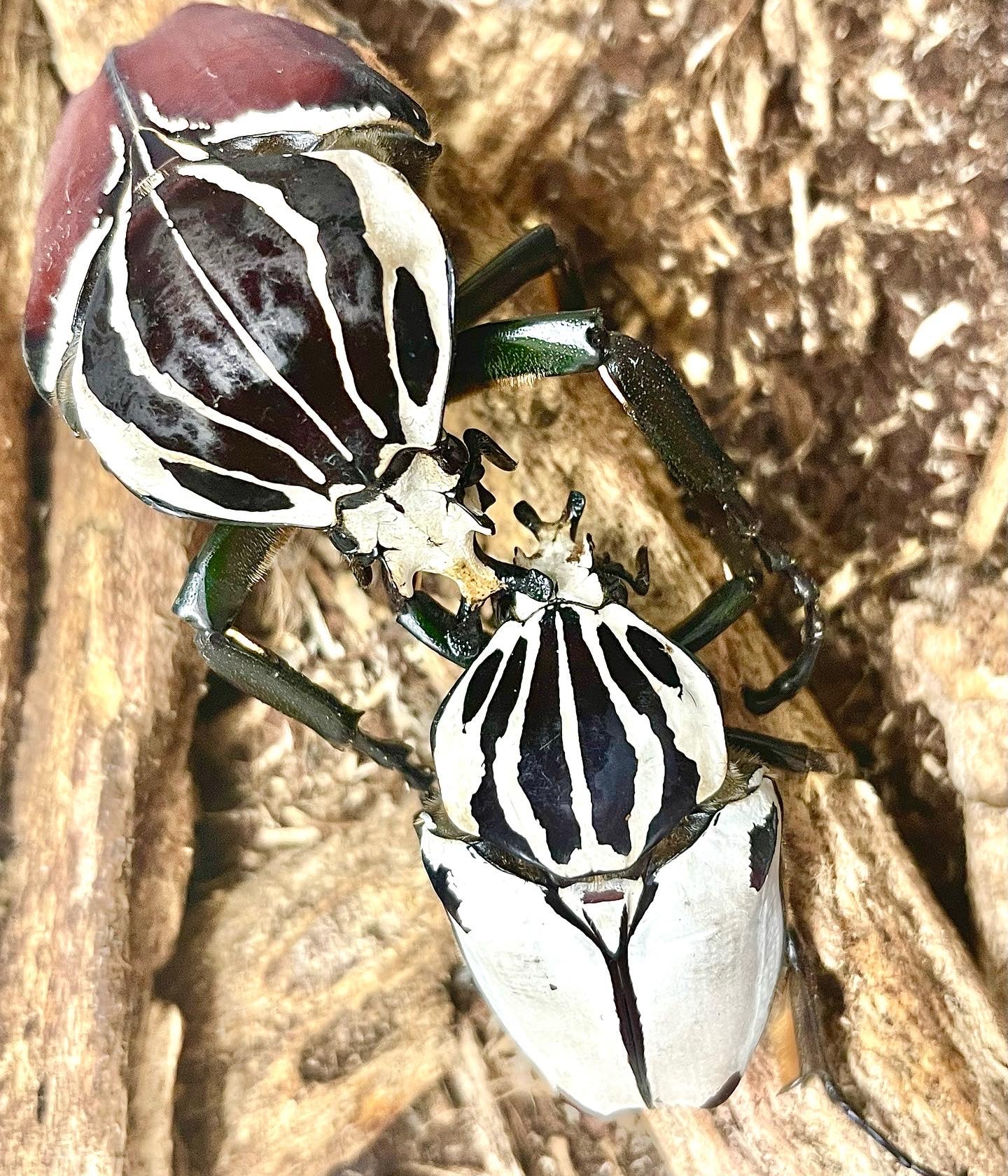 goliathus-goliatus-goliathus-goliatus