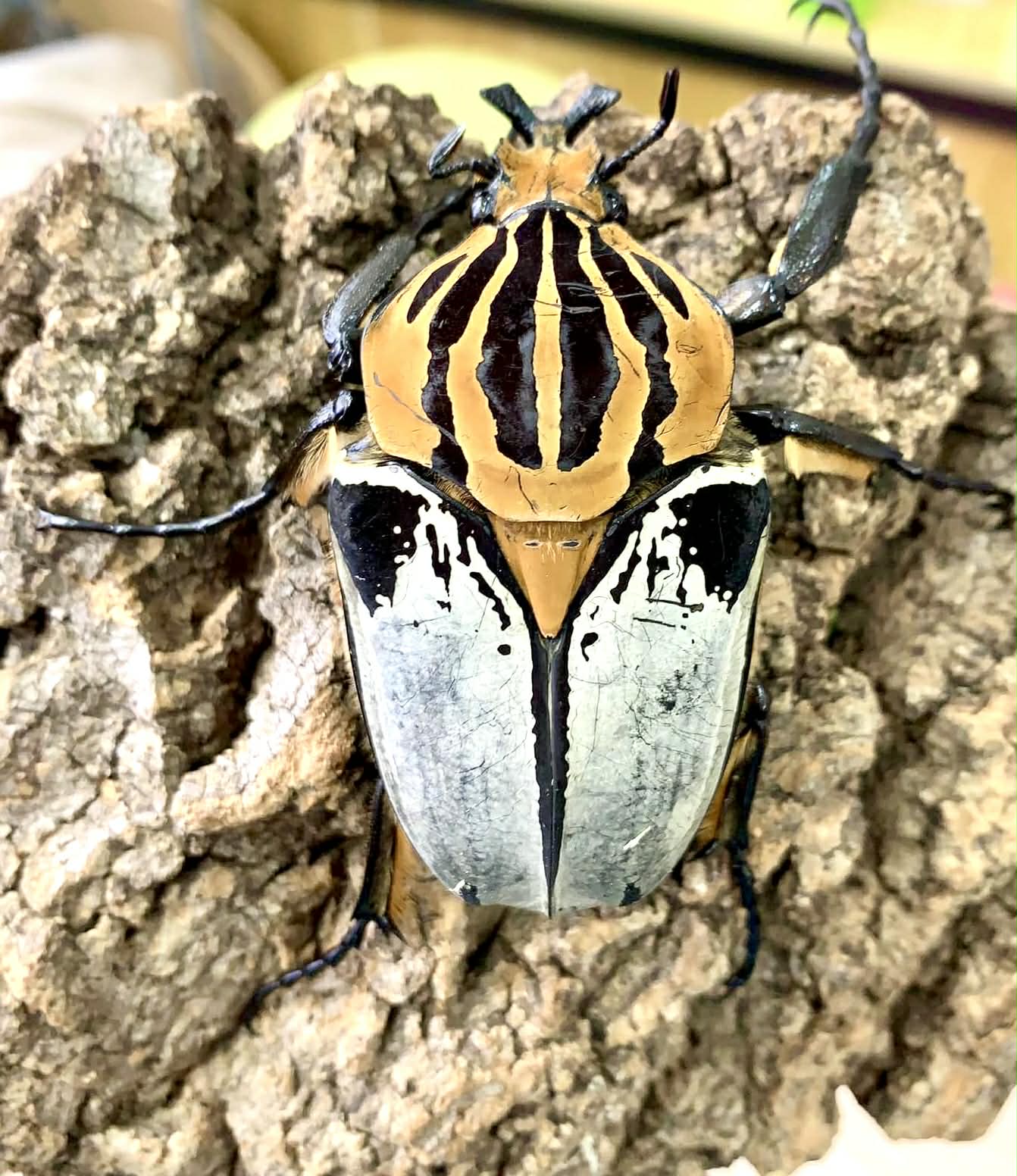 Silverback Goliath Beetle (Goliathus cacicus) – James' Beetle Farm