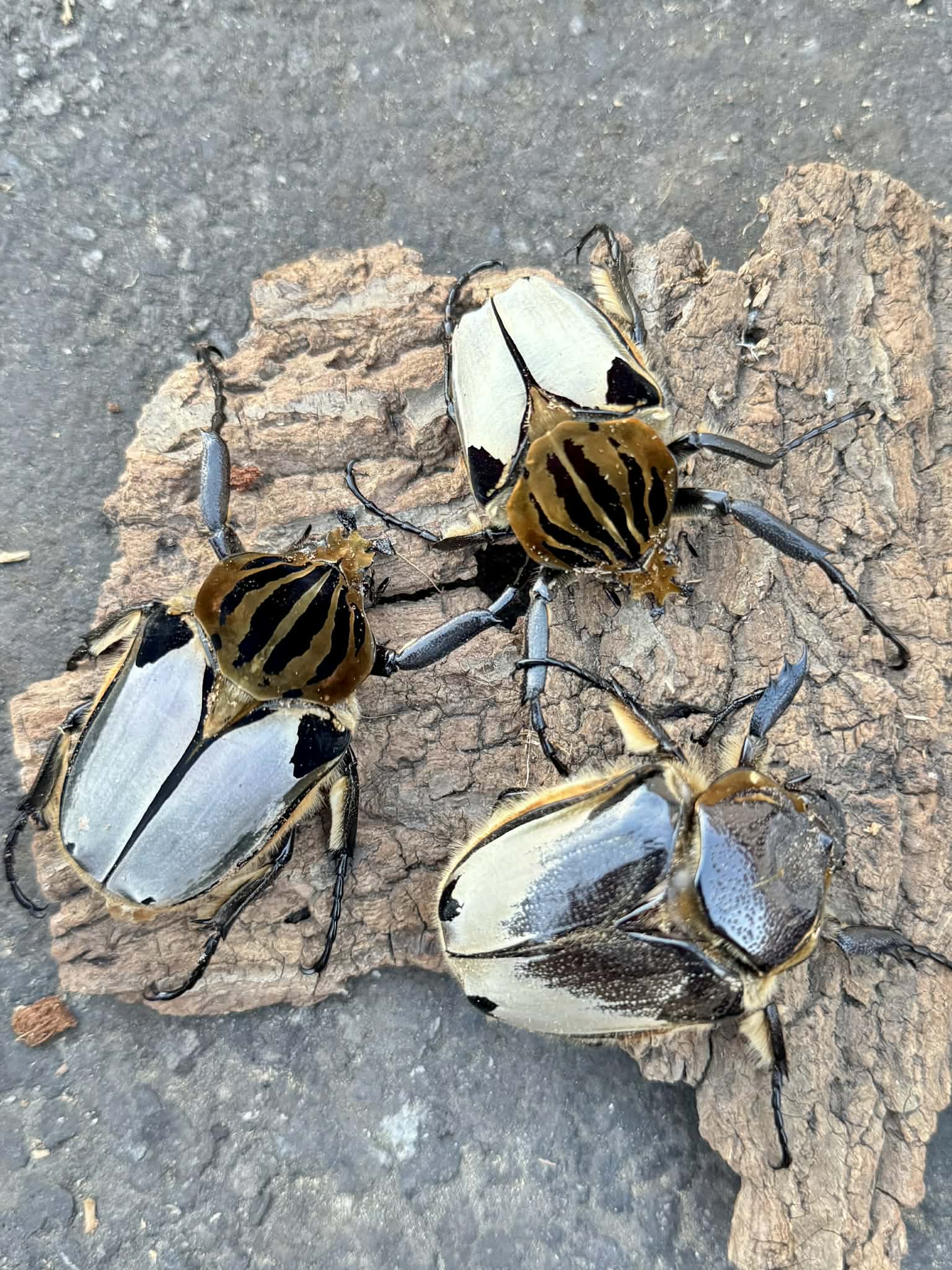Silverback Goliath Beetle (Goliathus cacicus) – James' Beetle Farm
