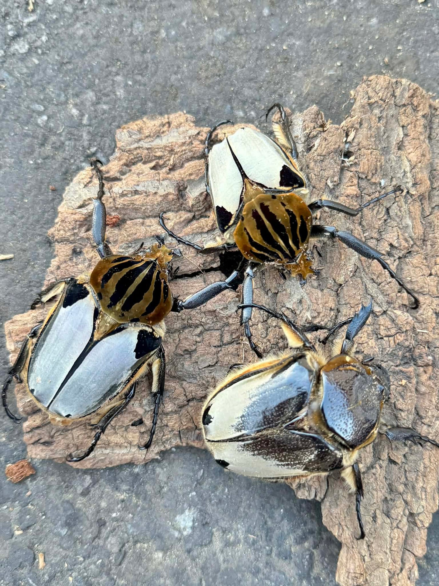 Silverback Goliath Beetle (Goliathus cacicus)