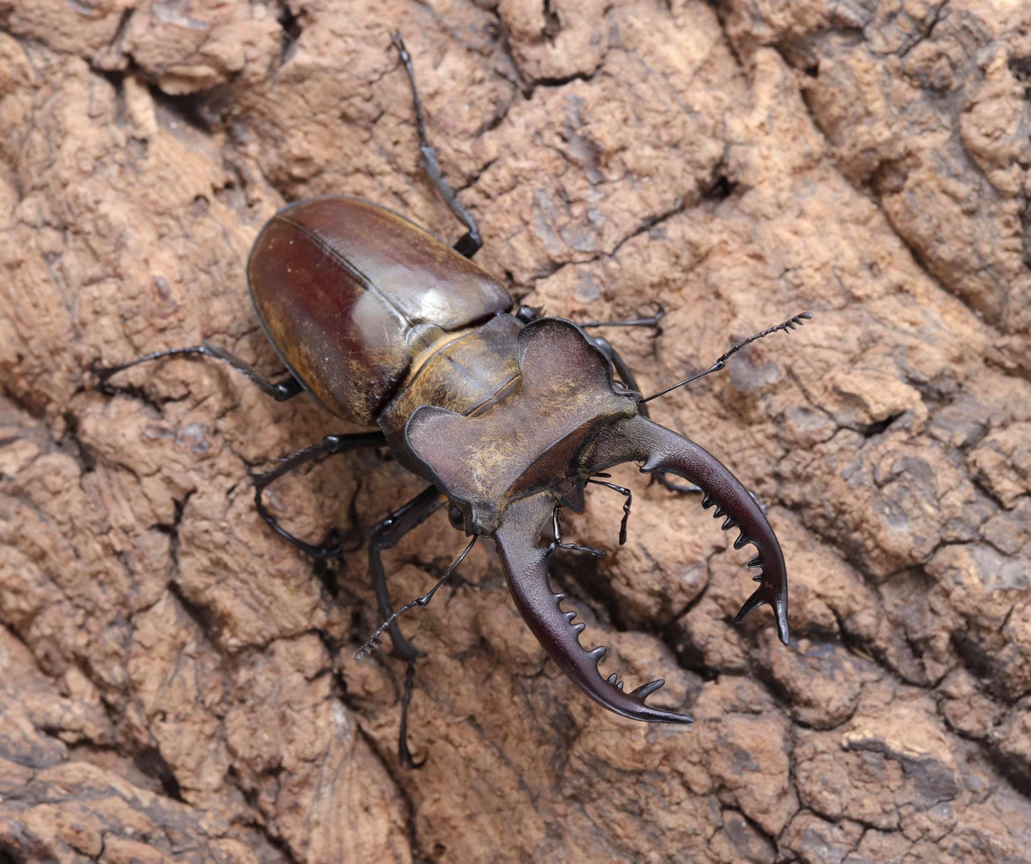 Lucanus maculifemoratus