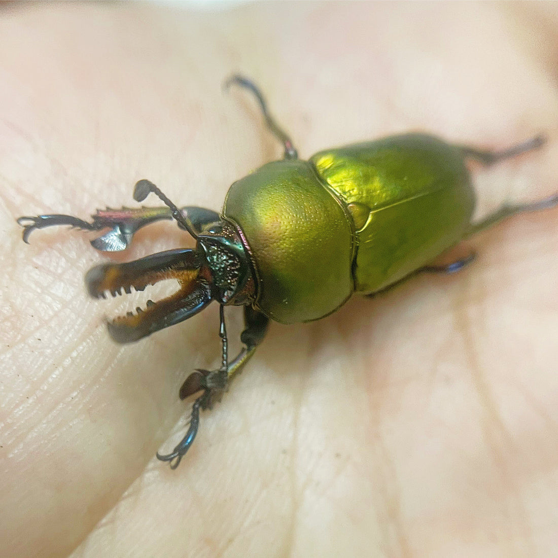 jeweled-stag-beetle-lamprima-adolphinae-james-beetle-farm