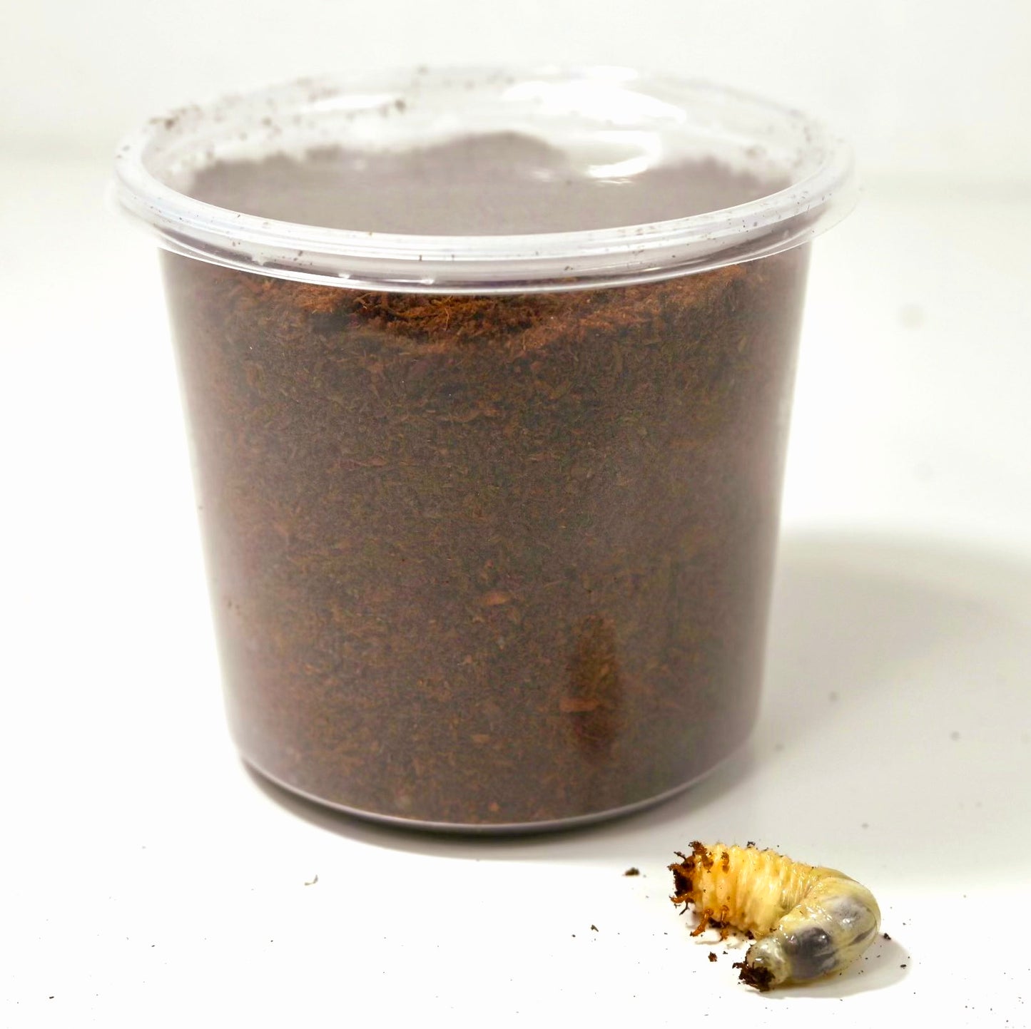 Larvae Kit