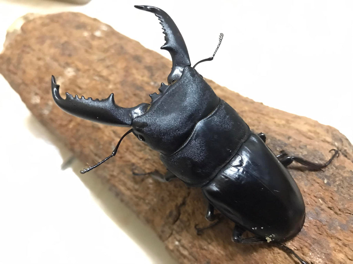 Dorcus Rama Dorcus titanus palawanicus (Palawan Stag Beetle) – James' Beetle Farm