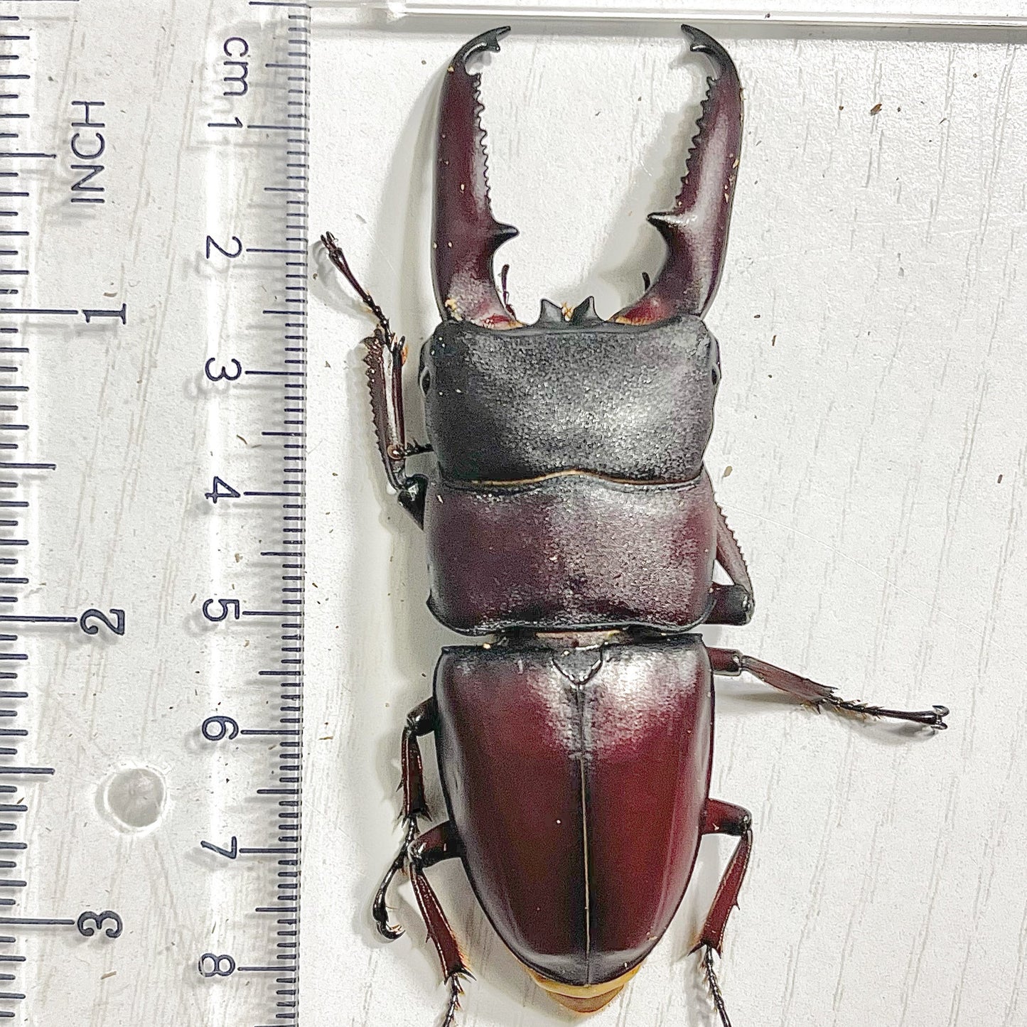 Dorcus Titanus castanicolor (Long-Jawed Black Stag Beetle)