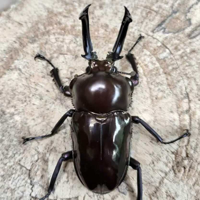 Rainbow Stag Beetle for Sale Online James' Beetle Farm