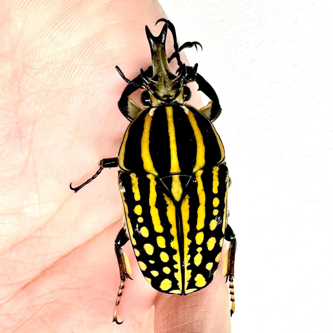 Mecynorhina savagei