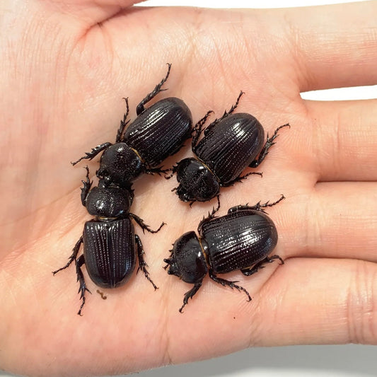 Hemiphileurus illutatus