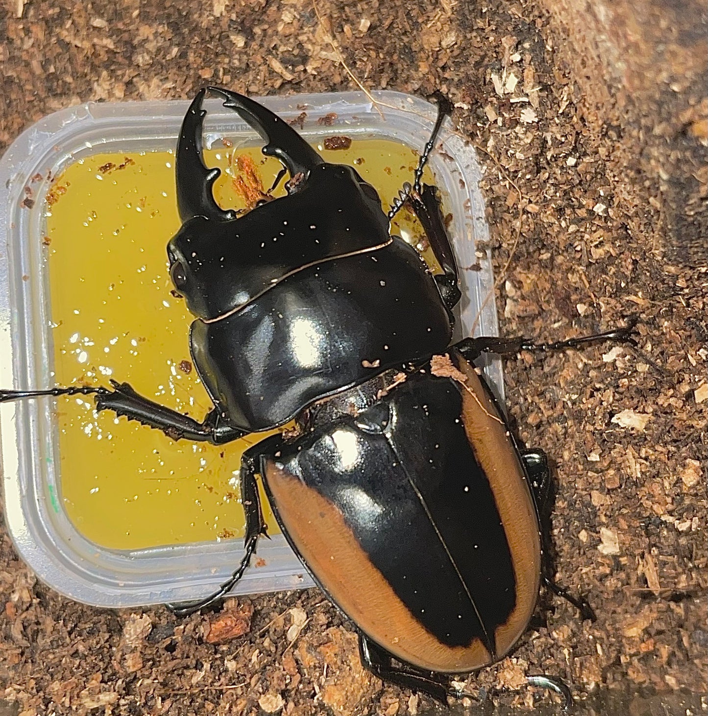 Prosopocoilus hasterti moinieri