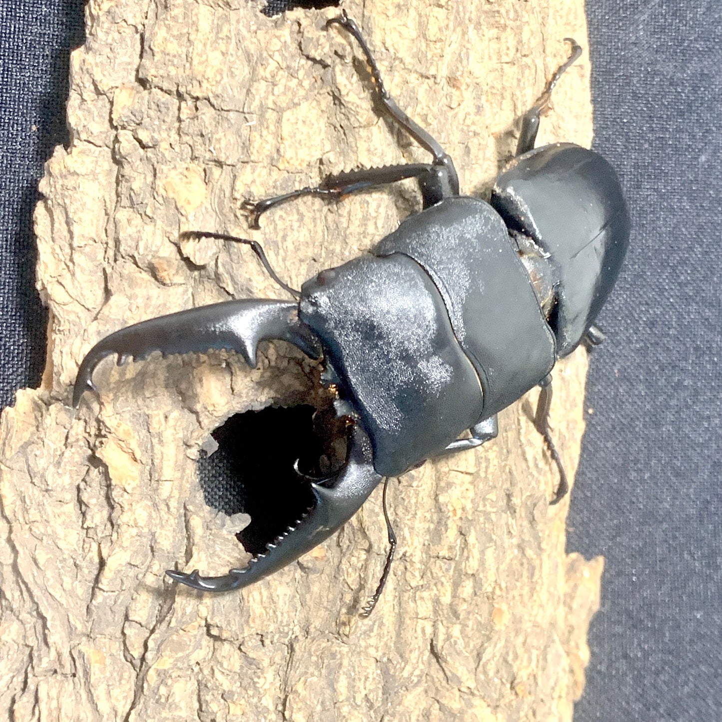Dorcus titanus palawanicus (Palawan Stag Beetle)