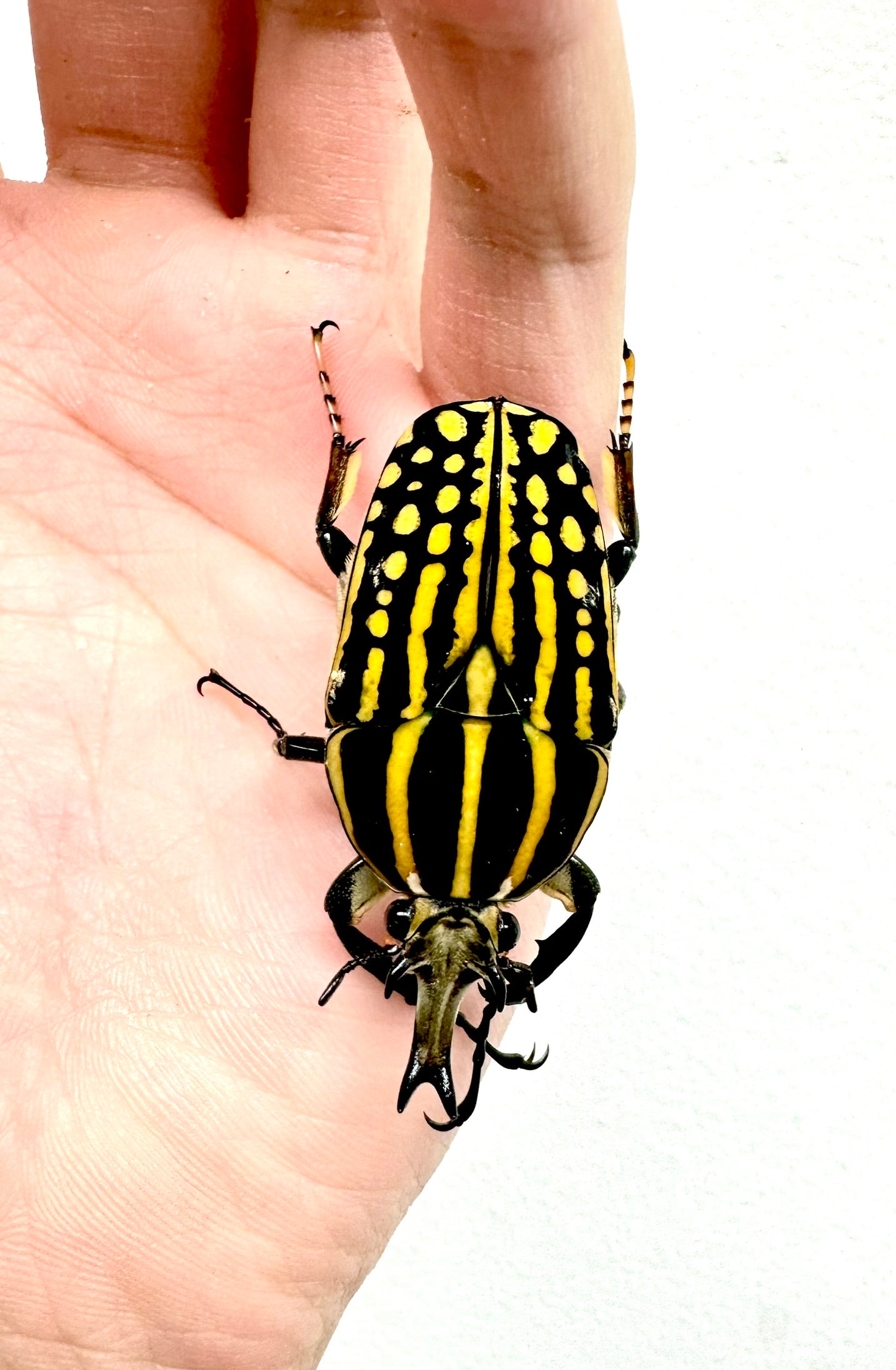 Mecynorhina savagei