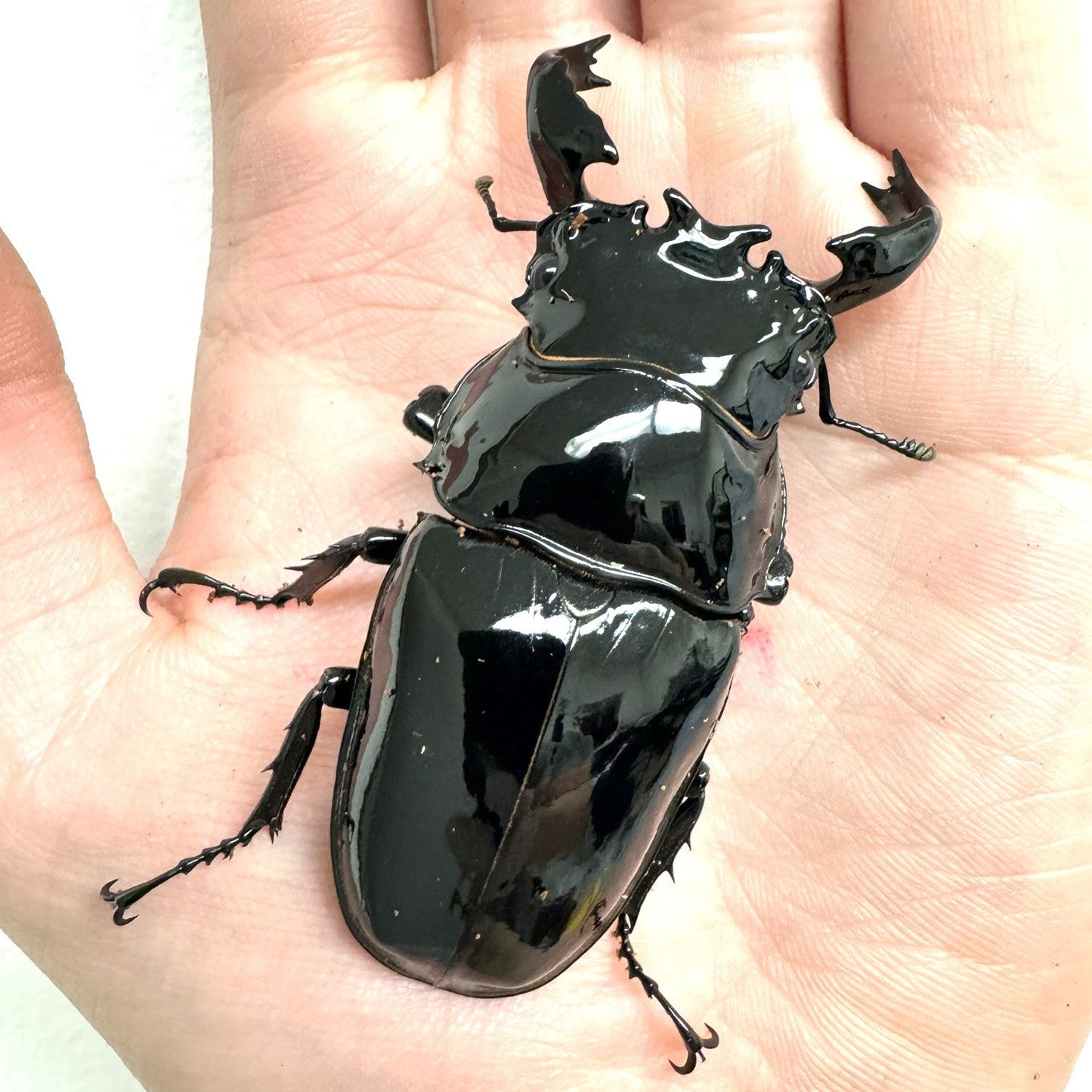 Tarandus Stag Beetle (Mesotopus tarandus)