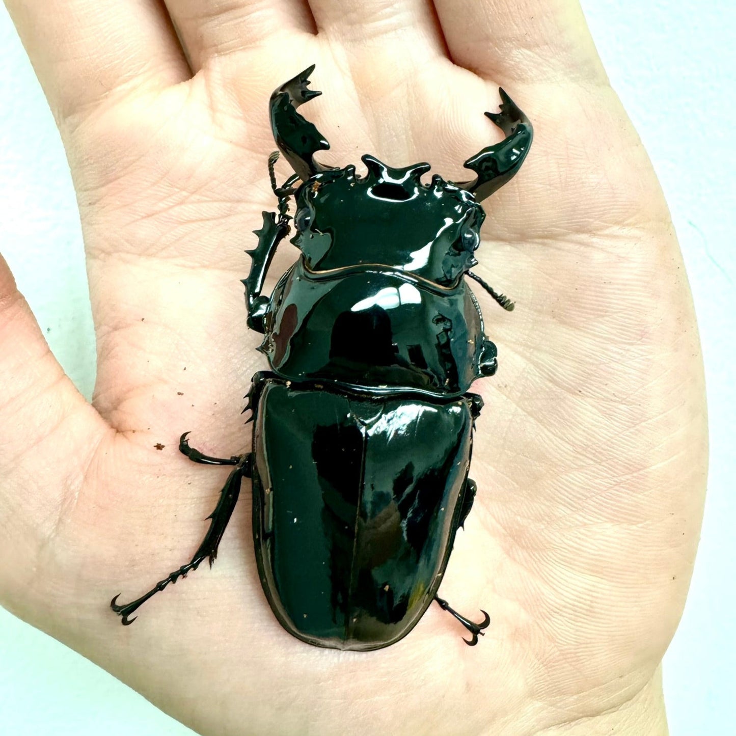 Tarandus Stag Beetle (Mesotopus tarandus)