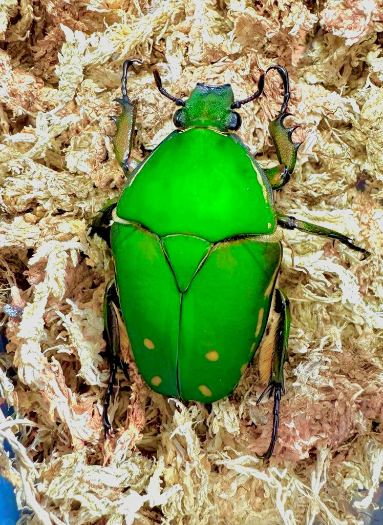 Mecynorrhina torquata immaculicollis