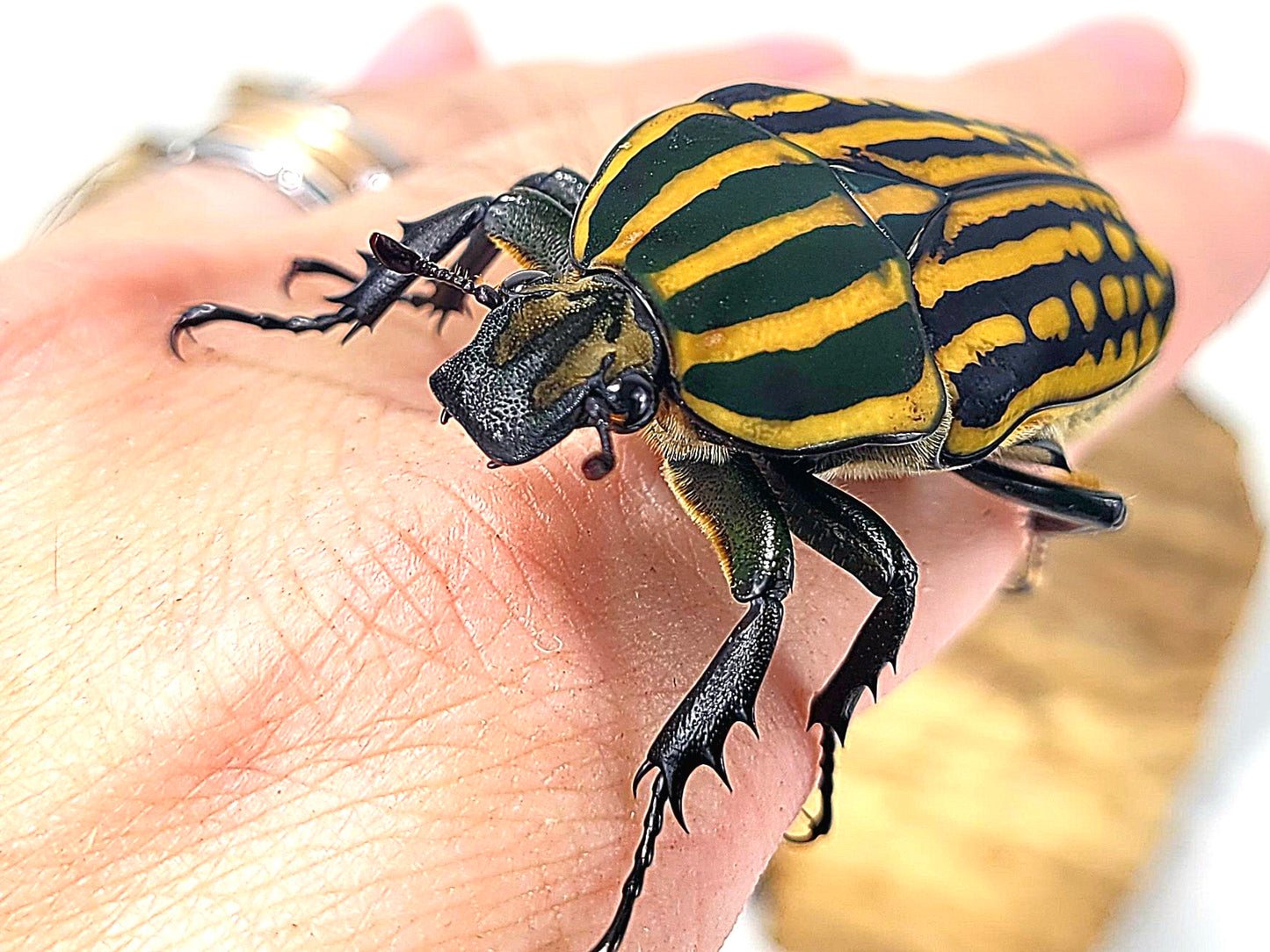 Mecynorhina savagei