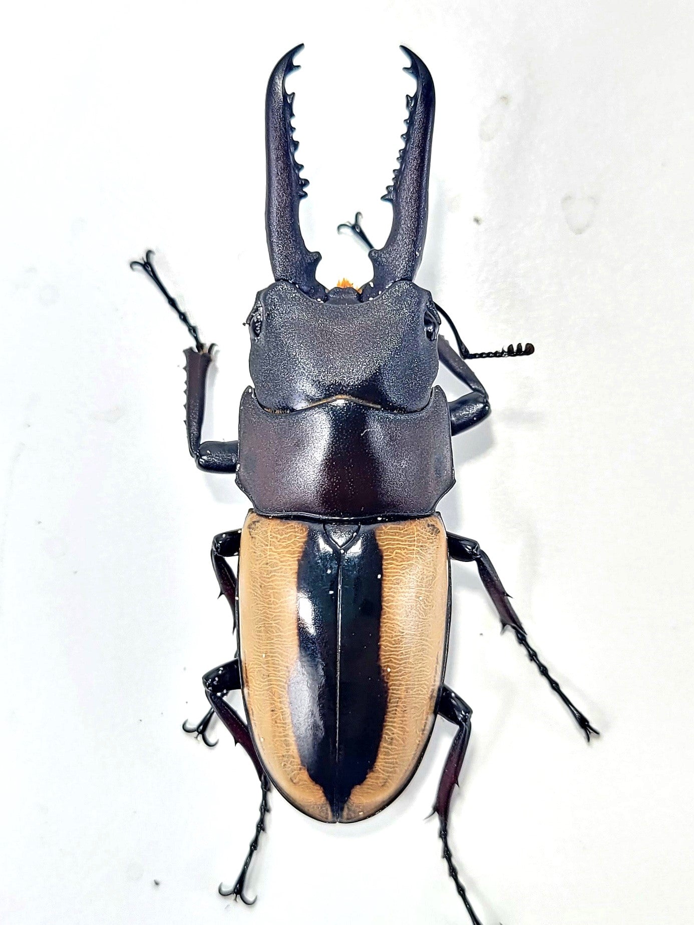 Prosopocoilus fruhstorferi fruhstorferi