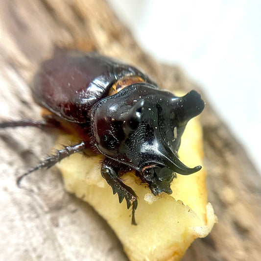 ox-beetle-strategus-aloeus