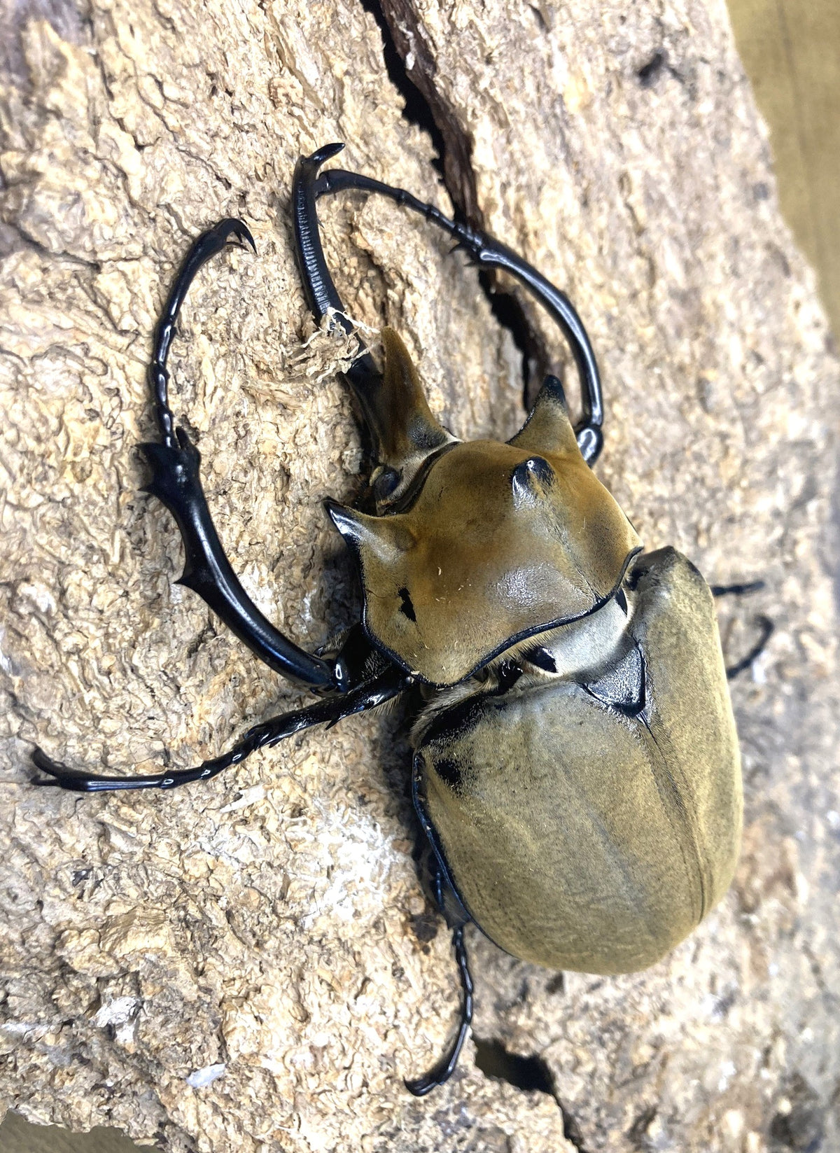 Elephant Insect The Elephant Beetle (Megasoma elephas elephas) – James' Beetle Farm
